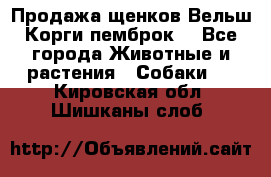 Продажа щенков Вельш Корги пемброк  - Все города Животные и растения » Собаки   . Кировская обл.,Шишканы слоб.